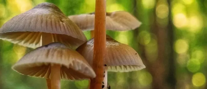 539 Shell N Xplorers CS Web Images Banner Eco Spore